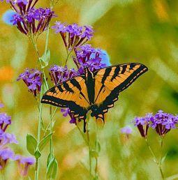 Animal essences butterfly (vlinder) 30ml  drogist