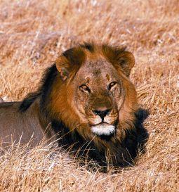 Animal essences lion (leeuw) 30ml  drogist