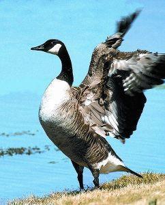 Animal essences canada goose (canadese gans) 30ml  drogist