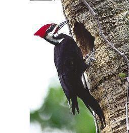 Animal essences pileated woodpecker (helmspecht) 30ml  drogist