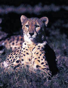 Animal essences cheetah (jachtluipaard) 30ml  drogist