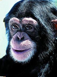 Animal essences chimpanzee 30ml  drogist