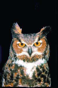 Animal essences owl (uil) 30ml  drogist