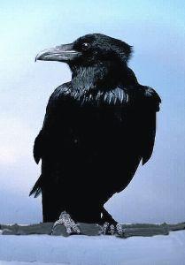 Animal essences crow (kraai) 30ml  drogist
