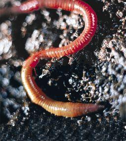 Animal essences earthworm (aardworm) 30ml  drogist