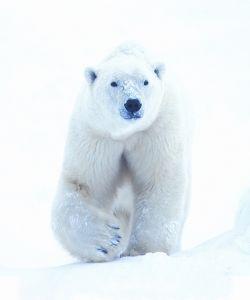 Animal essences polar bear (ijsbeer) 30ml  drogist