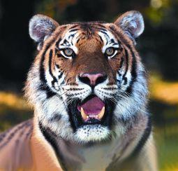 Foto van Animal essences tiger (tijger) 30ml via drogist