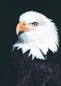 Animal essences eagle (adelaar) 30ml  drogist