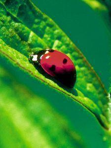 Foto van Animal essences ladybug (lieveheersbeestje) 30ml via drogist